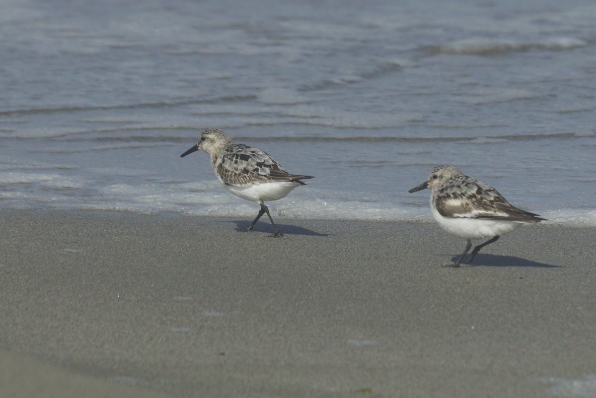 Sanderling - ML622805521