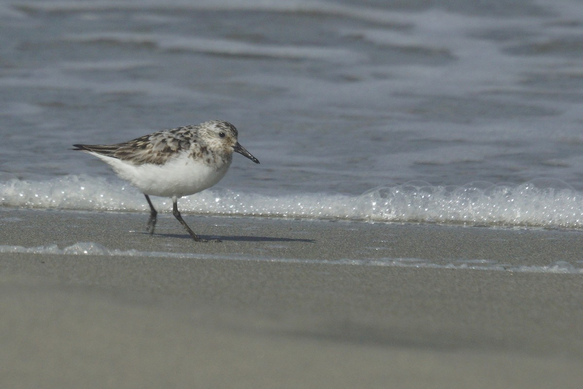 Sanderling - ML622805523