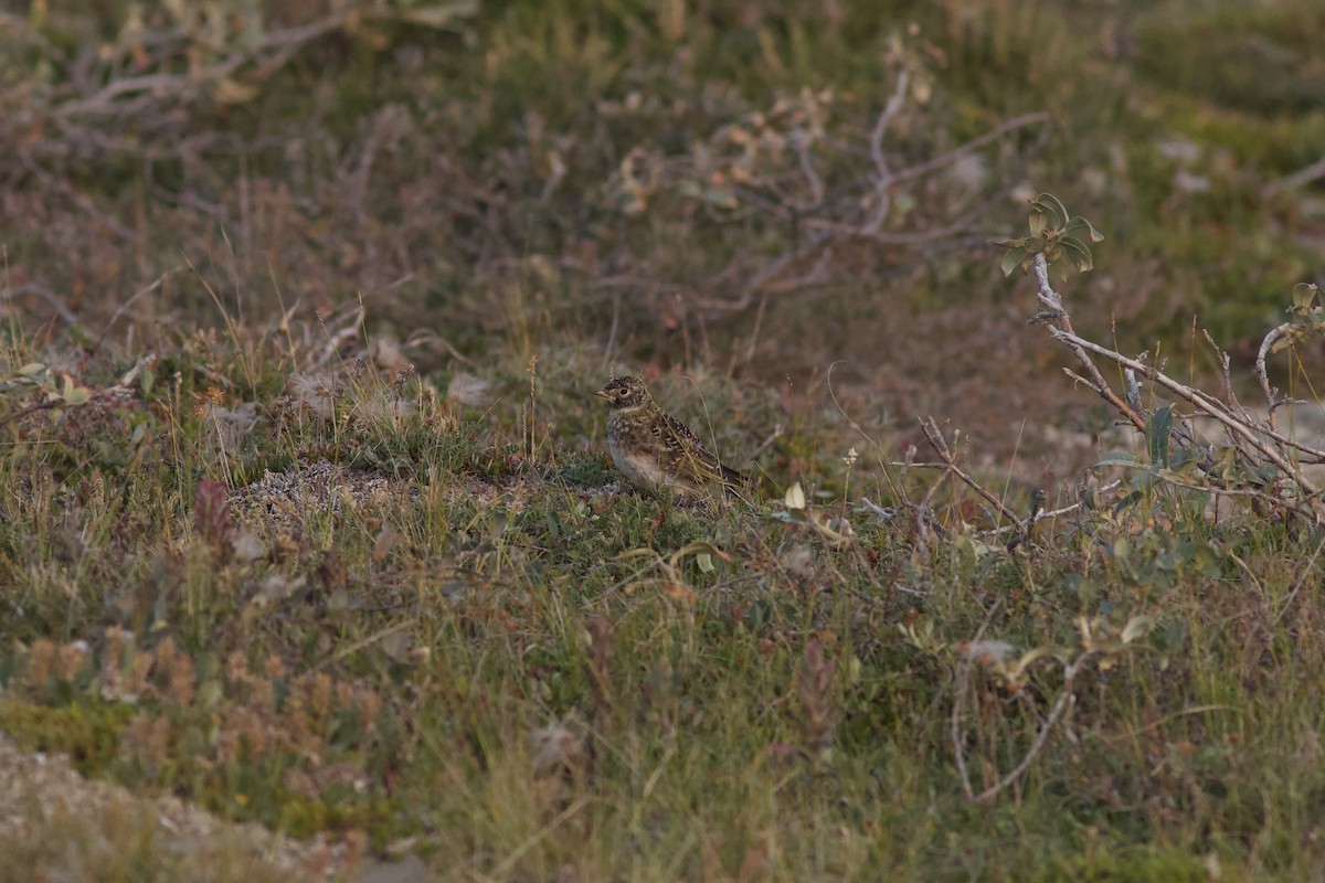 Эвэрт болжмор - ML622805526