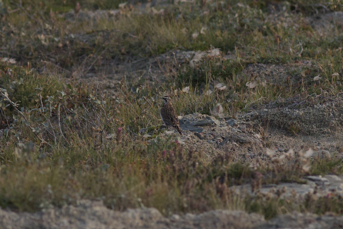 Эвэрт болжмор - ML622805533