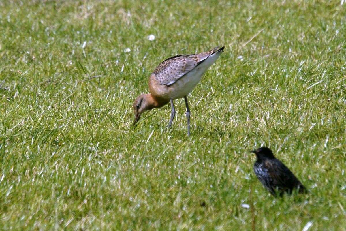 Black-tailed Godwit - ML622805536