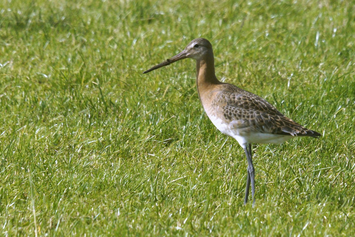 Black-tailed Godwit - ML622805537