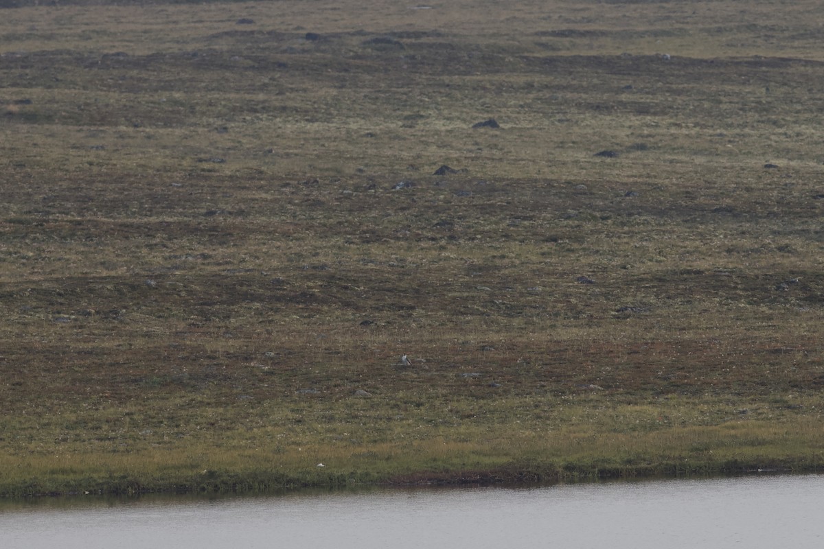 Эгэл шонхор - ML622805556