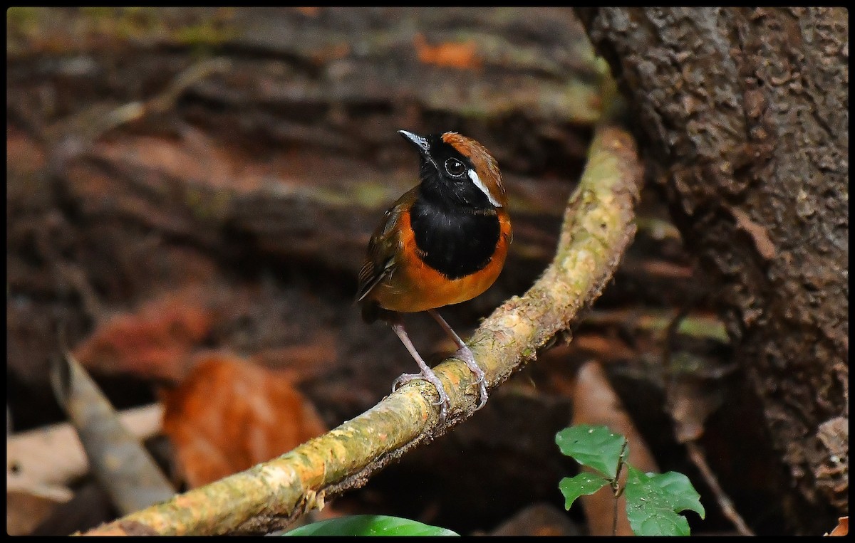 Black-breasted Gnateater - ML622805564