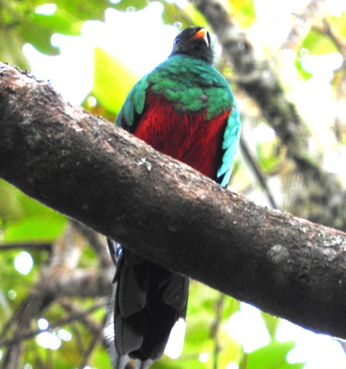 White-tipped Quetzal - ML622805584