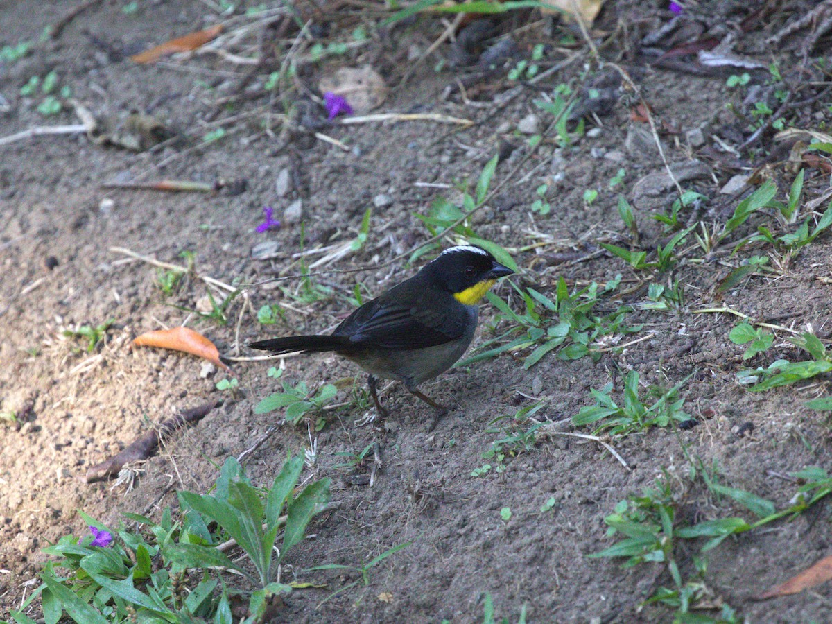 White-naped Brushfinch - ML622805604