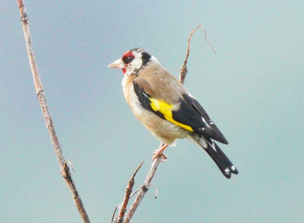 European Goldfinch - Gaurav Parekh