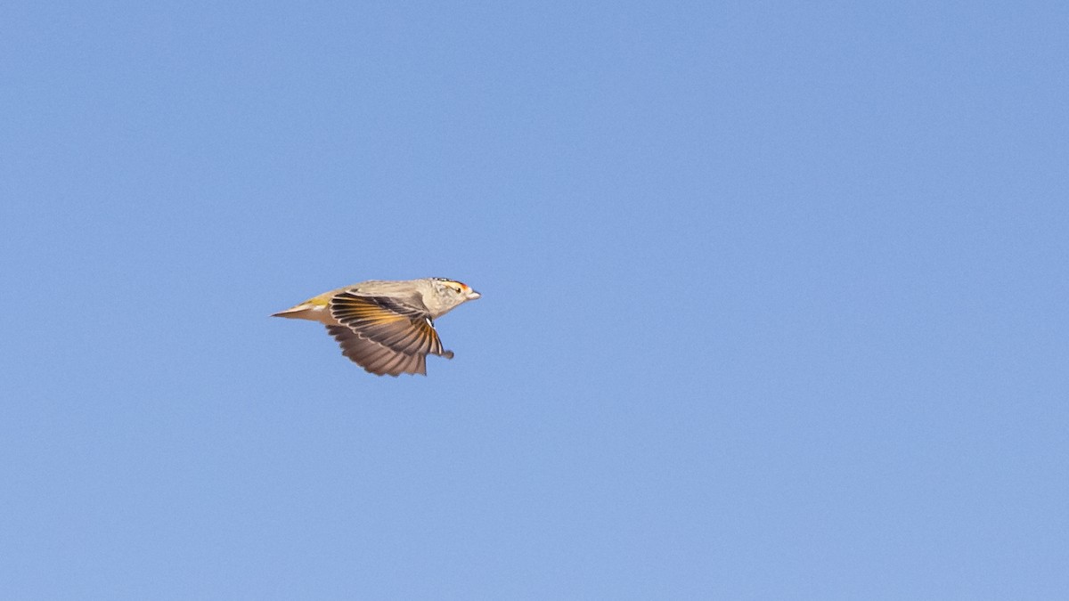 Red-browed Pardalote - James Bennett