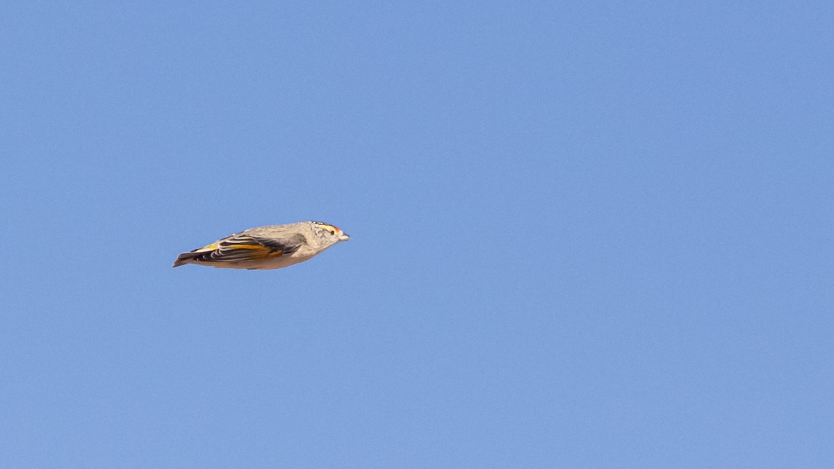 Red-browed Pardalote - ML622805653