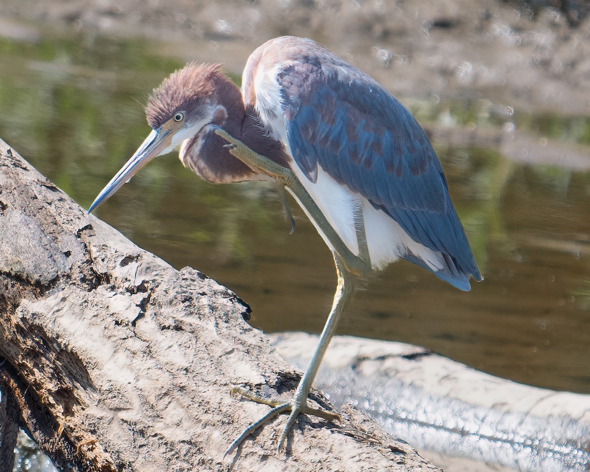 Tricolored Heron - ML622805654