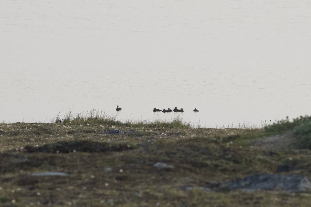 Мөнгөлөг шунгаахай - ML622805680