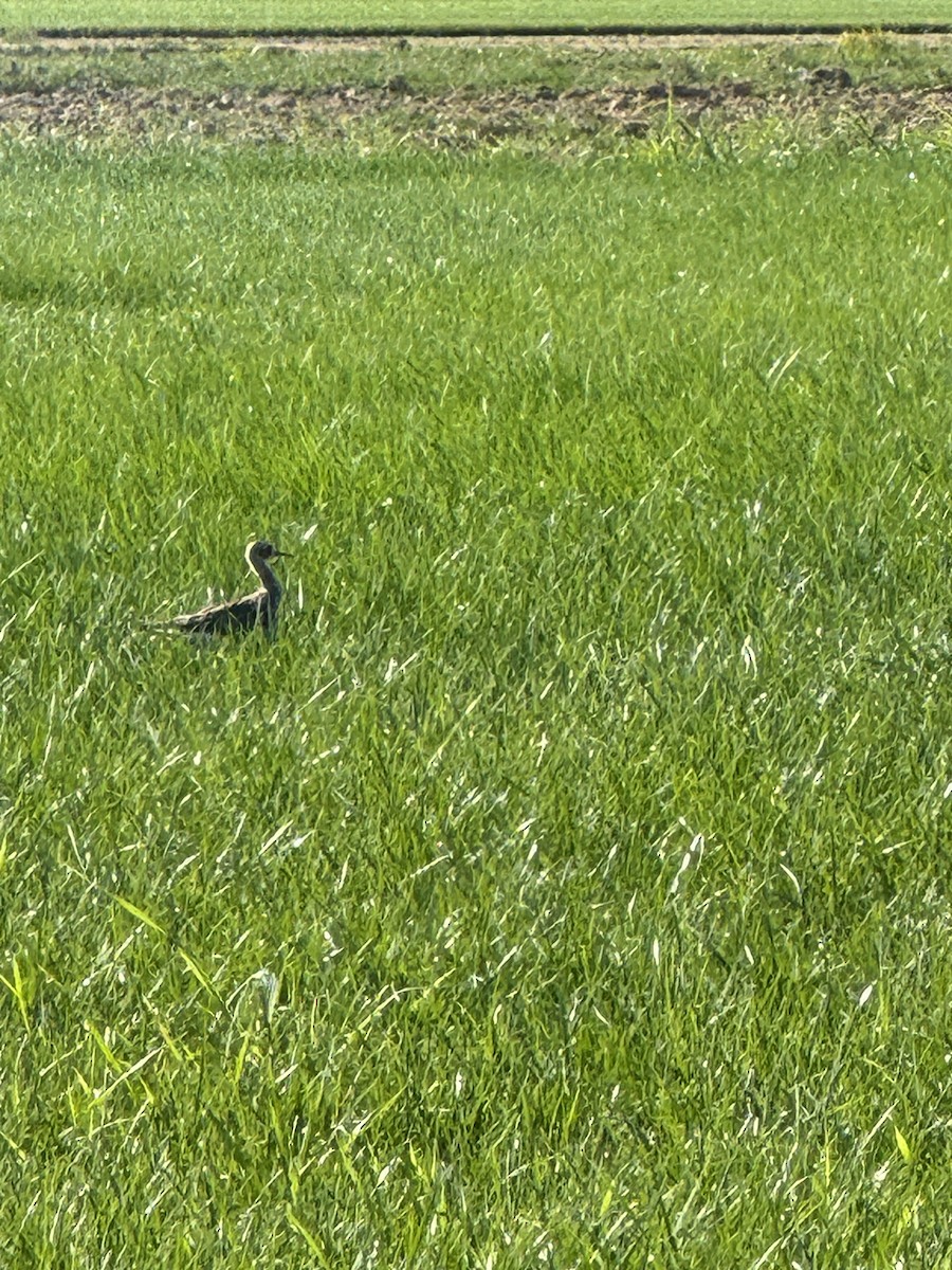 Upland Sandpiper - ML622805682