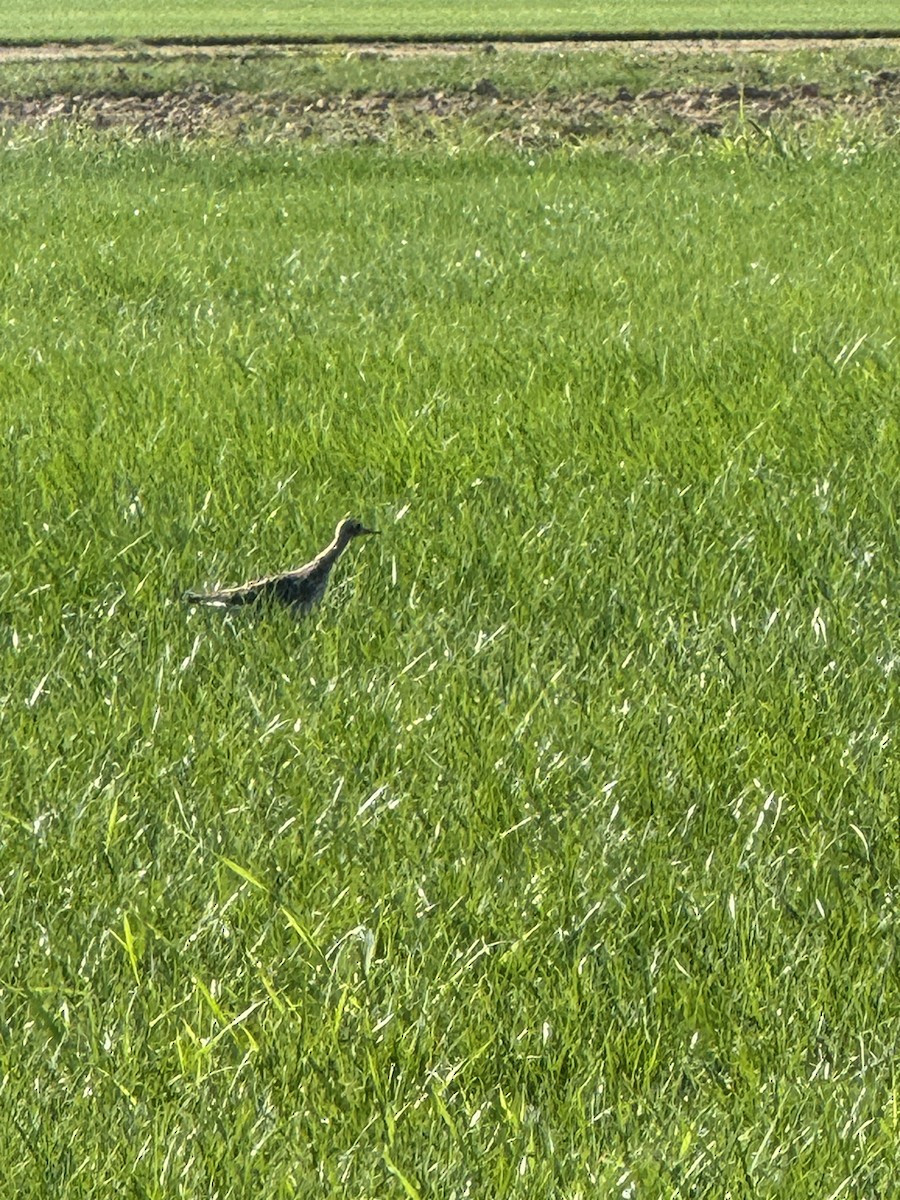 Upland Sandpiper - ML622805683