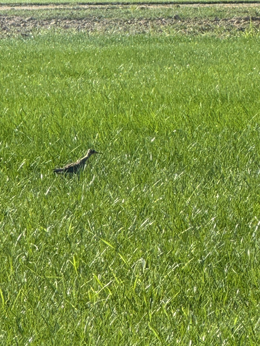 Upland Sandpiper - ML622805684