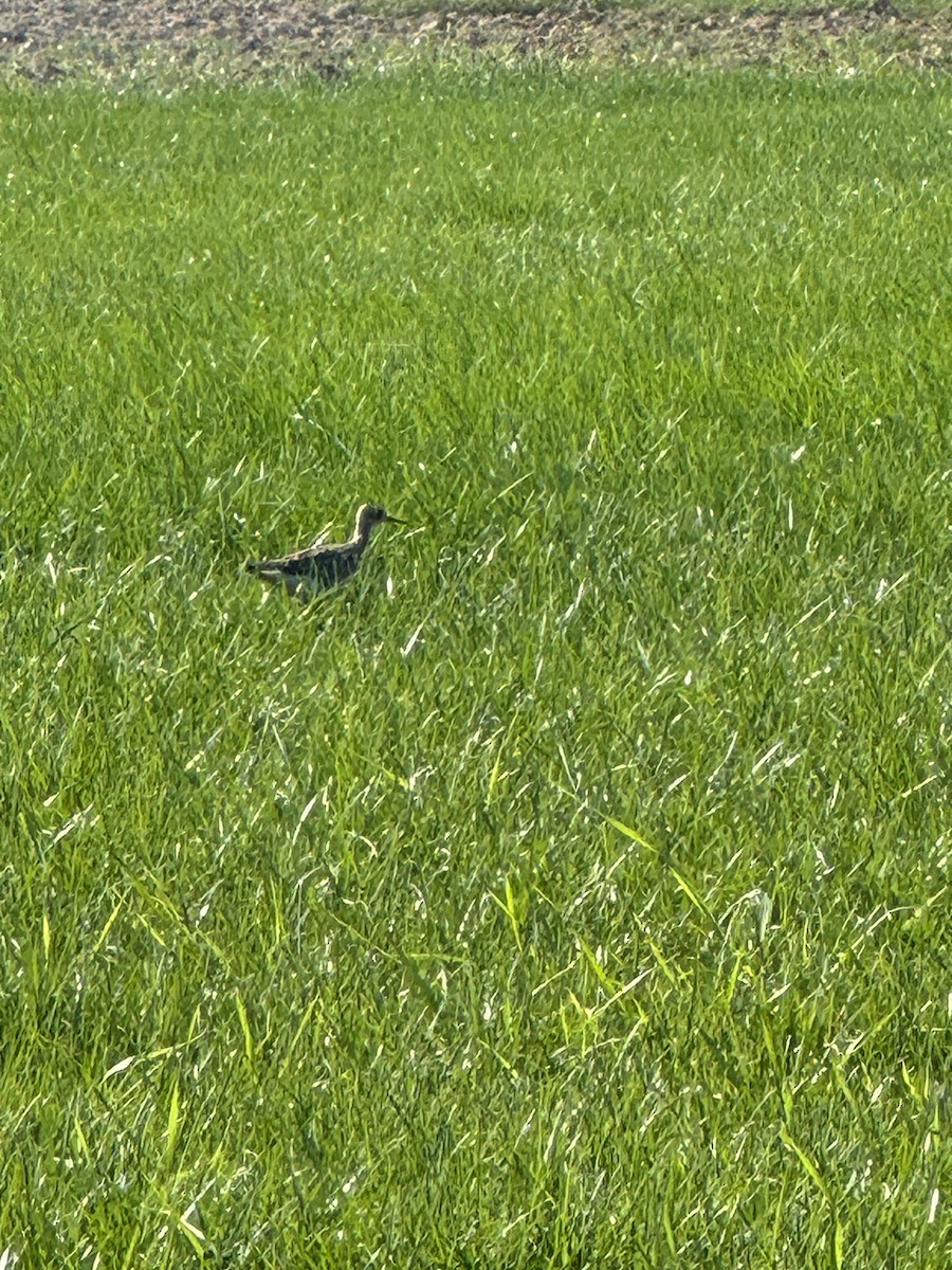 Upland Sandpiper - Benjamin Filreis