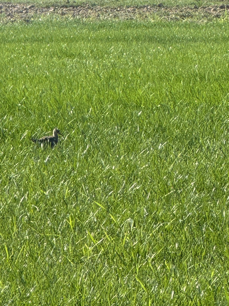 Upland Sandpiper - ML622805686