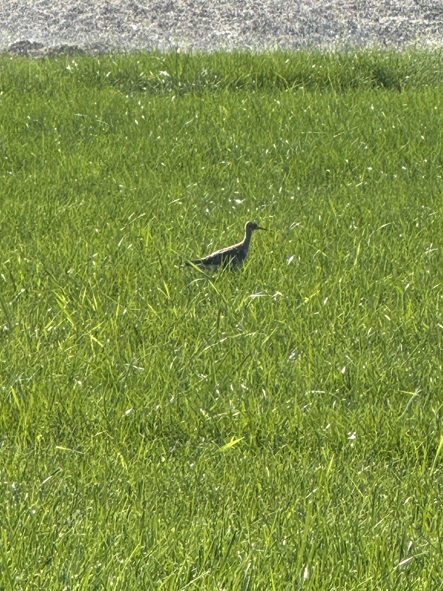 Upland Sandpiper - ML622805687