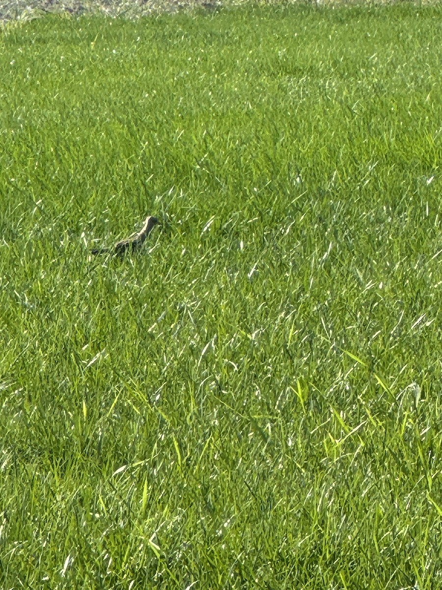 Upland Sandpiper - Benjamin Filreis