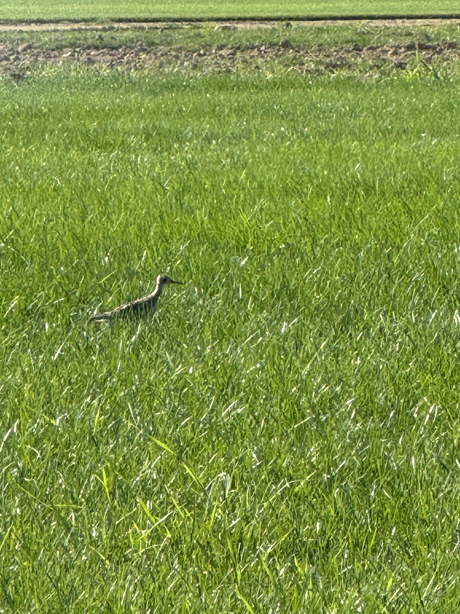 Upland Sandpiper - ML622805689