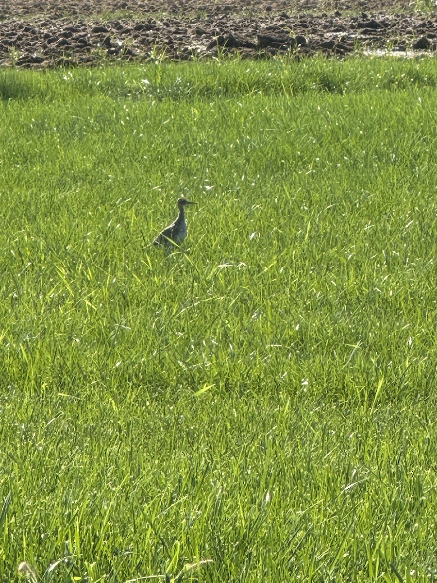 Upland Sandpiper - ML622805690