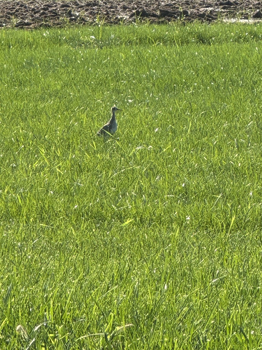 Upland Sandpiper - ML622805691