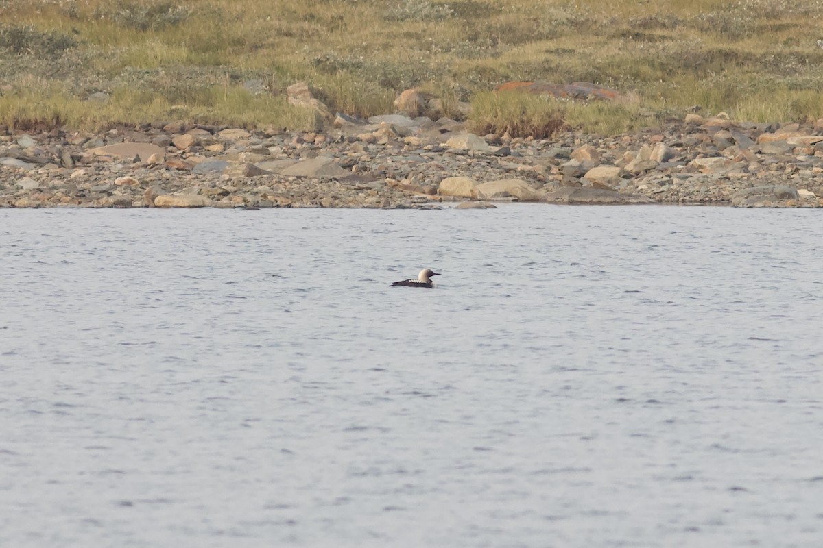 Pacific Loon - ML622805704