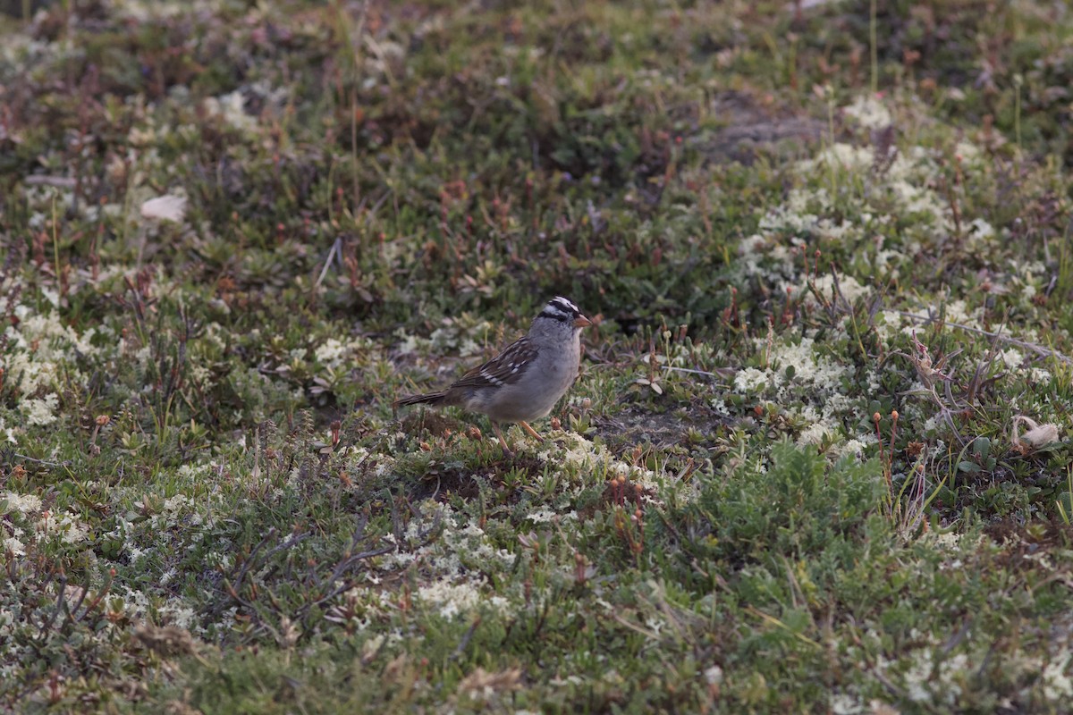 White-crowned Sparrow - ML622805712
