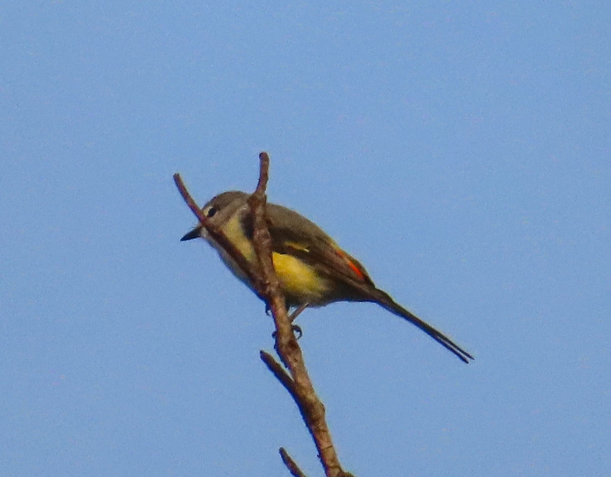 Small Minivet - Sujay Biswas