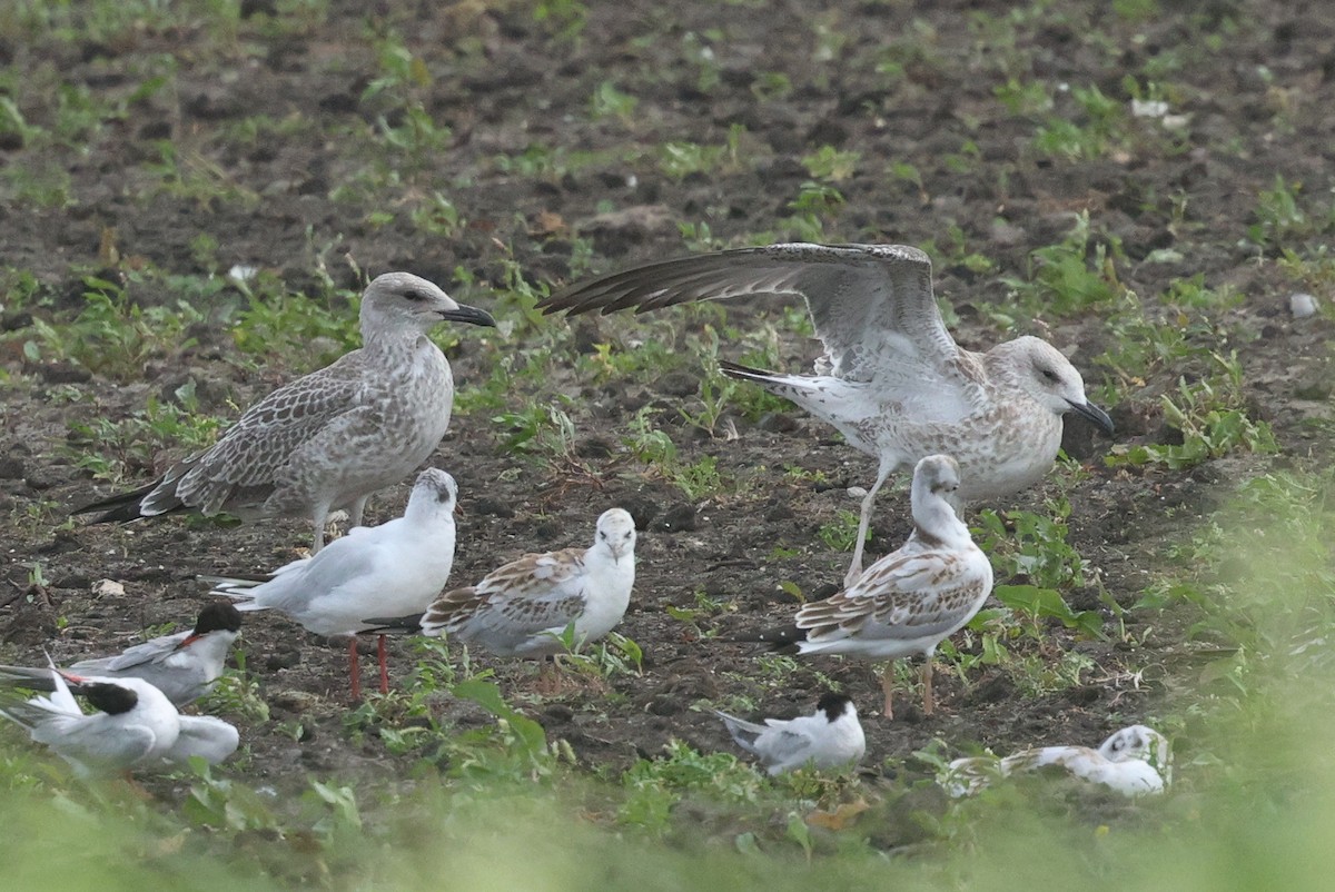 Caspian Gull - Łukasz Krajewski