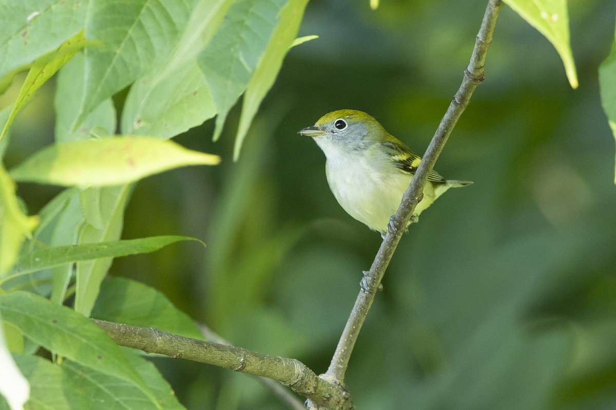 Chestnut-sided Warbler - John Troth