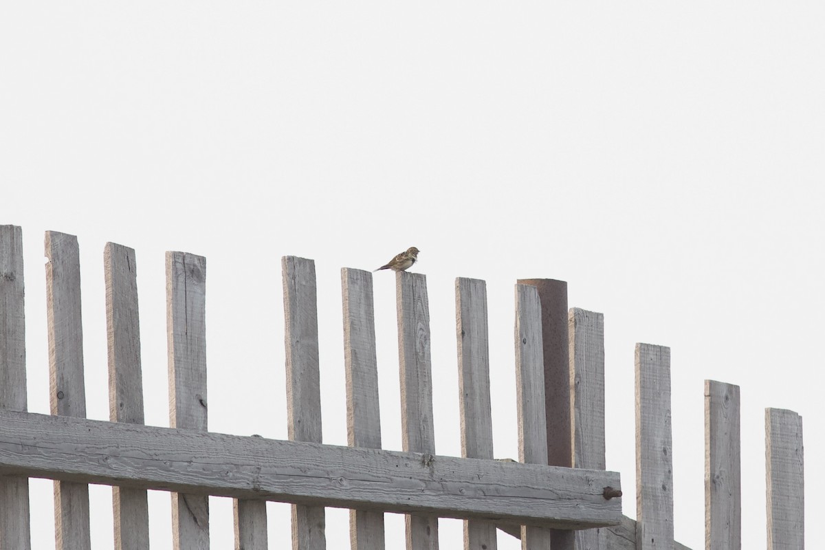 Буулгат хөмрөг - ML622805724