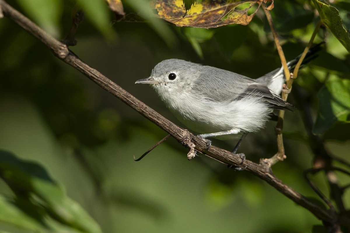 Blue-gray Gnatcatcher - John Troth