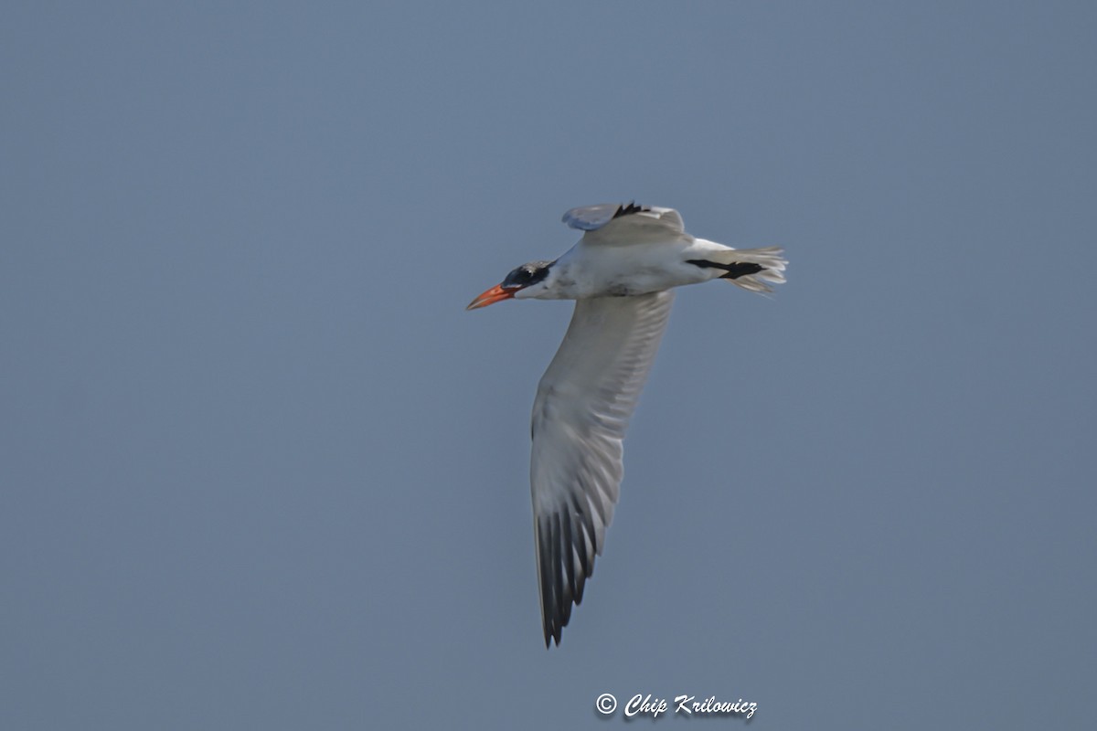 Caspian Tern - Chip Krilowicz