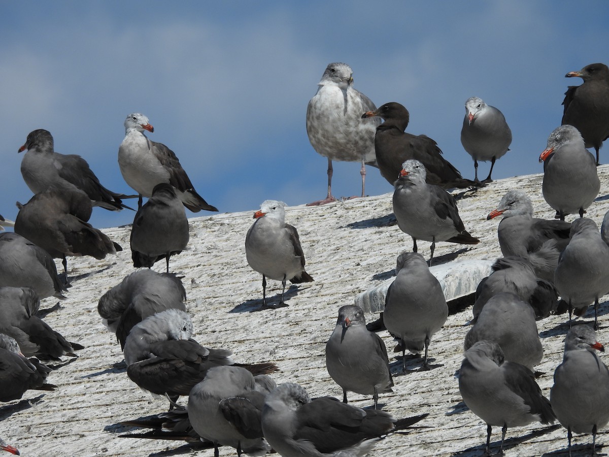 Heermann's Gull - Mary-Lane Baker