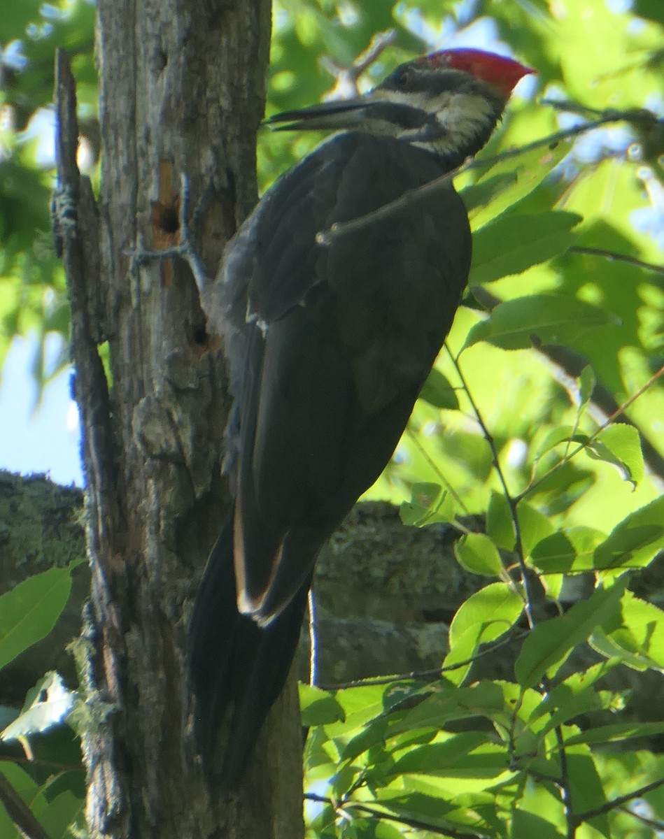 Pileated Woodpecker - ML622805780