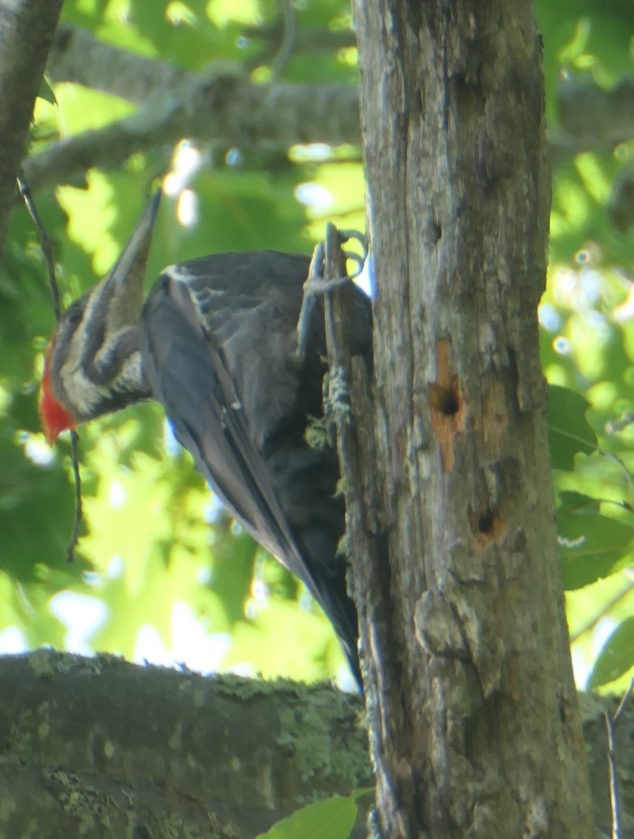 Pileated Woodpecker - Cecile Boucher