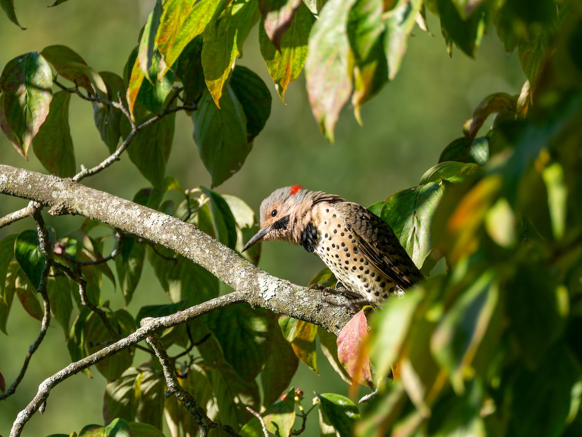 Northern Flicker - Jingnan  Shi