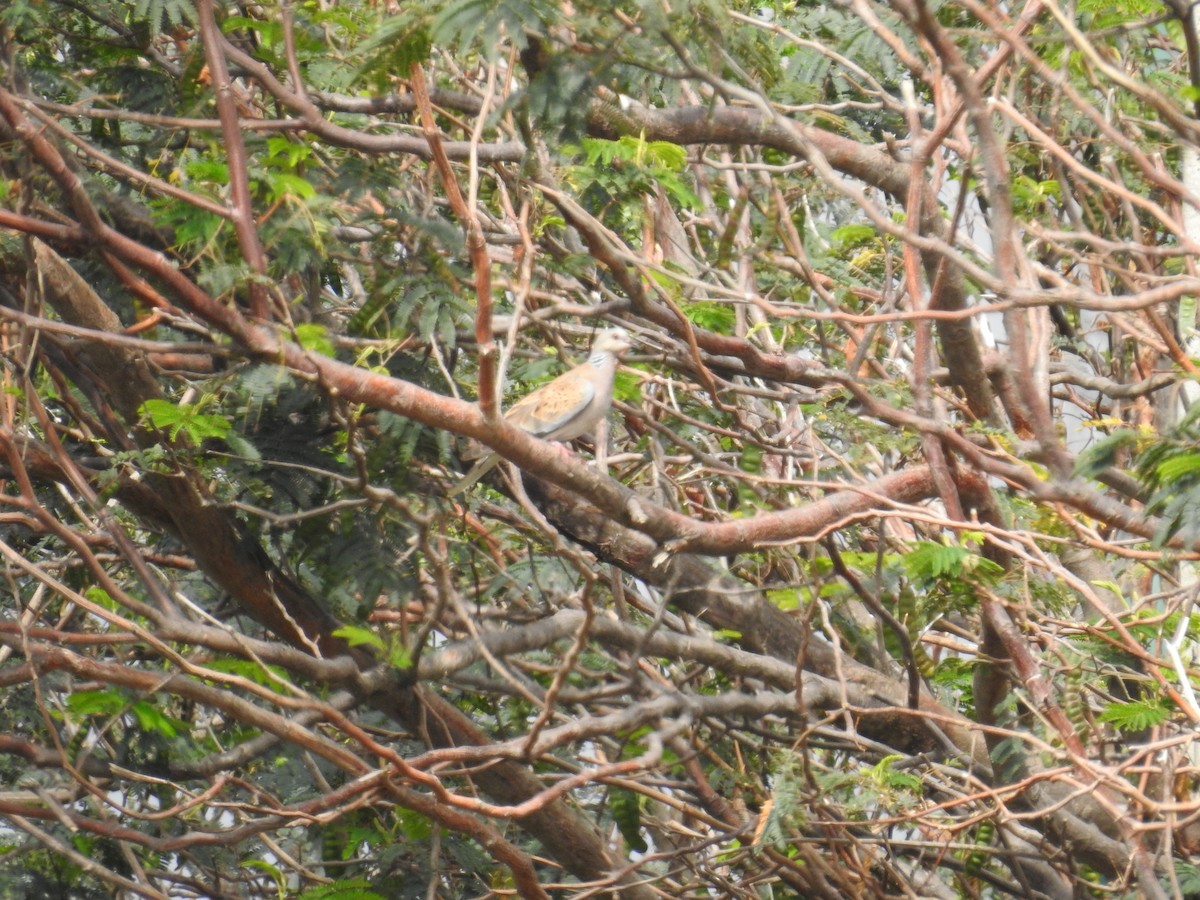 Өрнийн хүүрзгэнэ - ML622805807