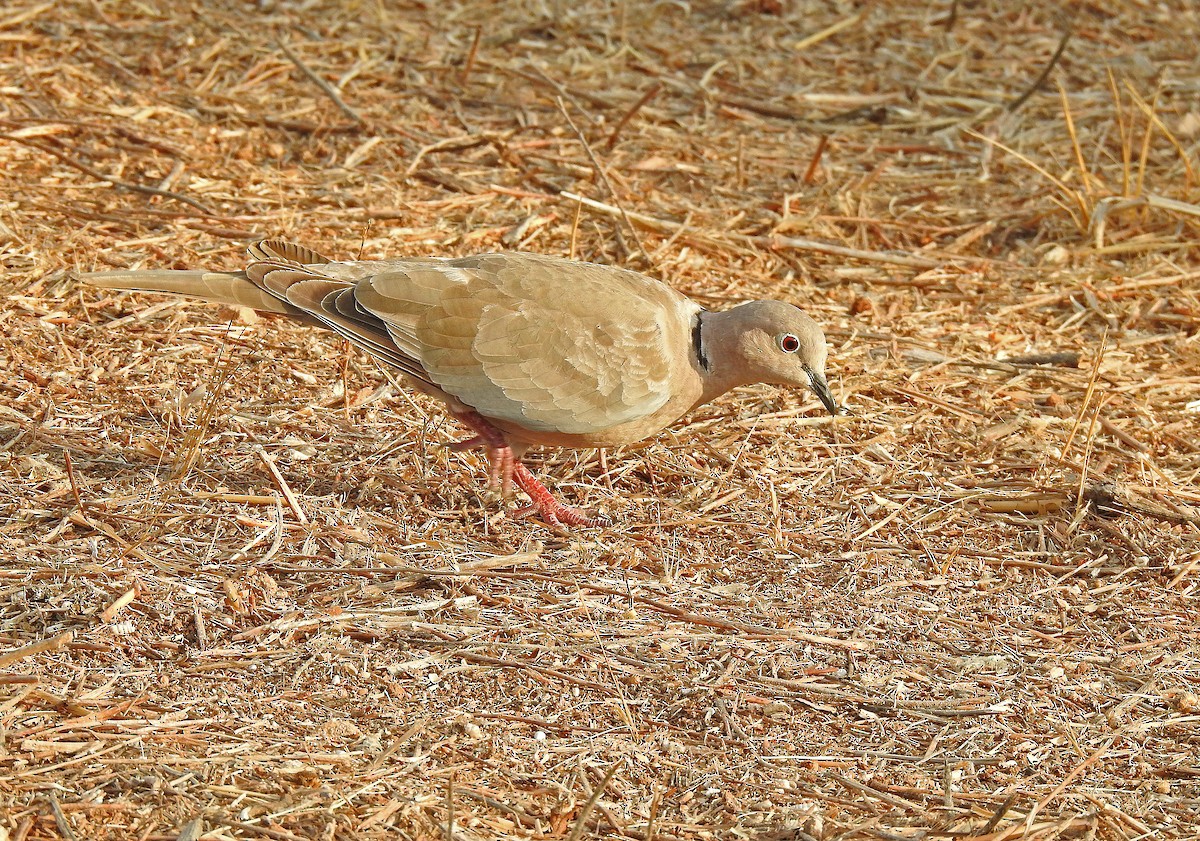 Eurasian Collared-Dove - ML622805814