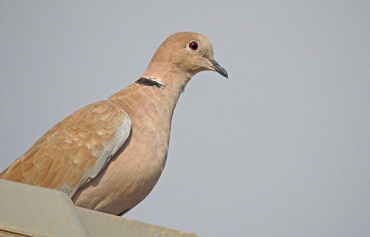 Eurasian Collared-Dove - ML622805815