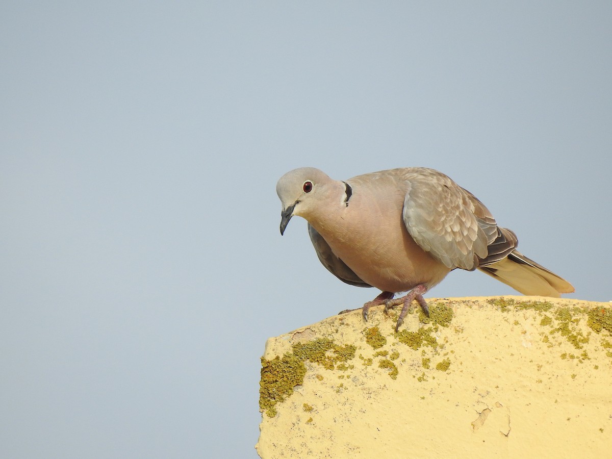 Eurasian Collared-Dove - ML622805816