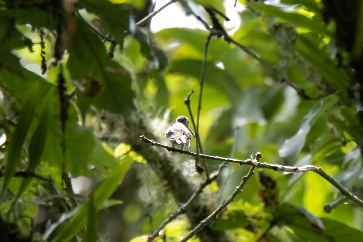 Wedge-tailed Sabrewing (Curve-winged) - ML622805829