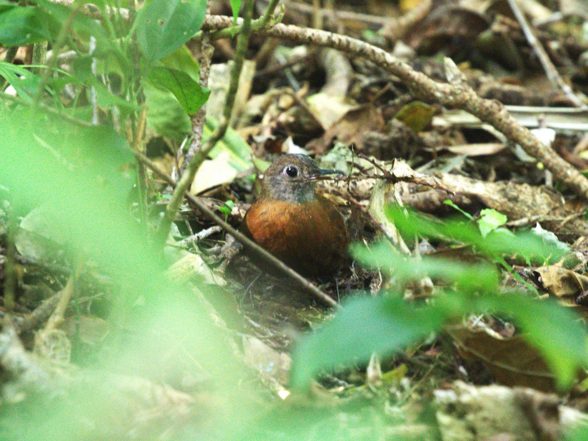 Gray-throated Leaftosser - ML622805840