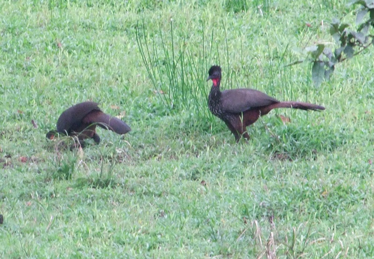 Crested Guan - Alain Pataud