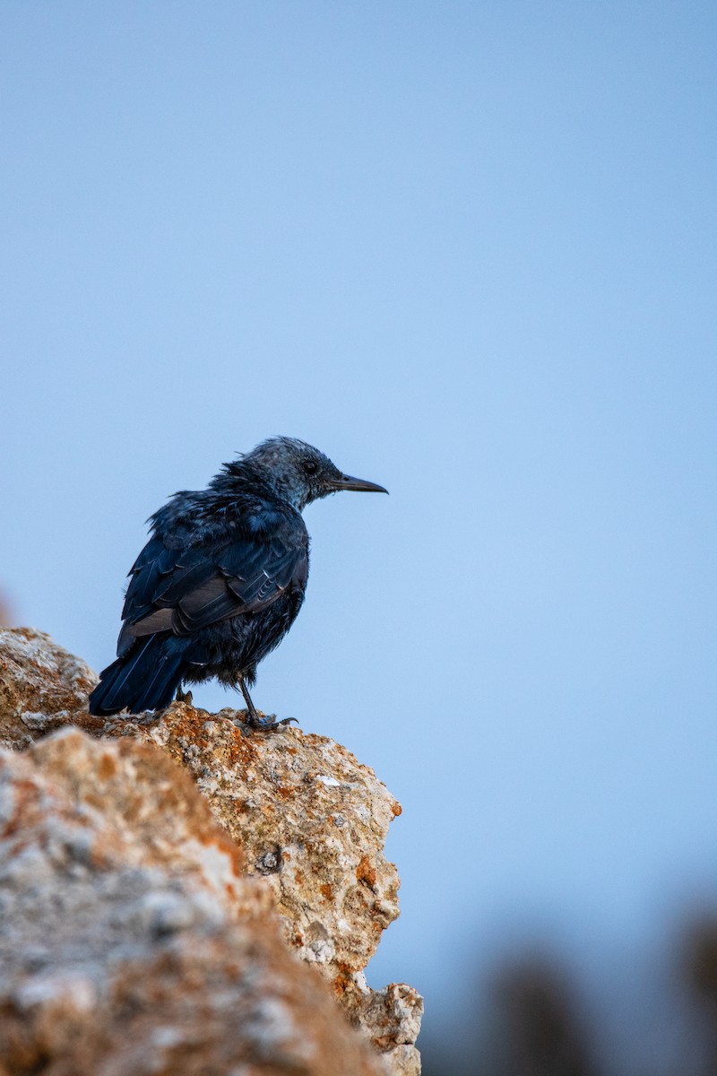 Blue Rock-Thrush - Sebastian Draack