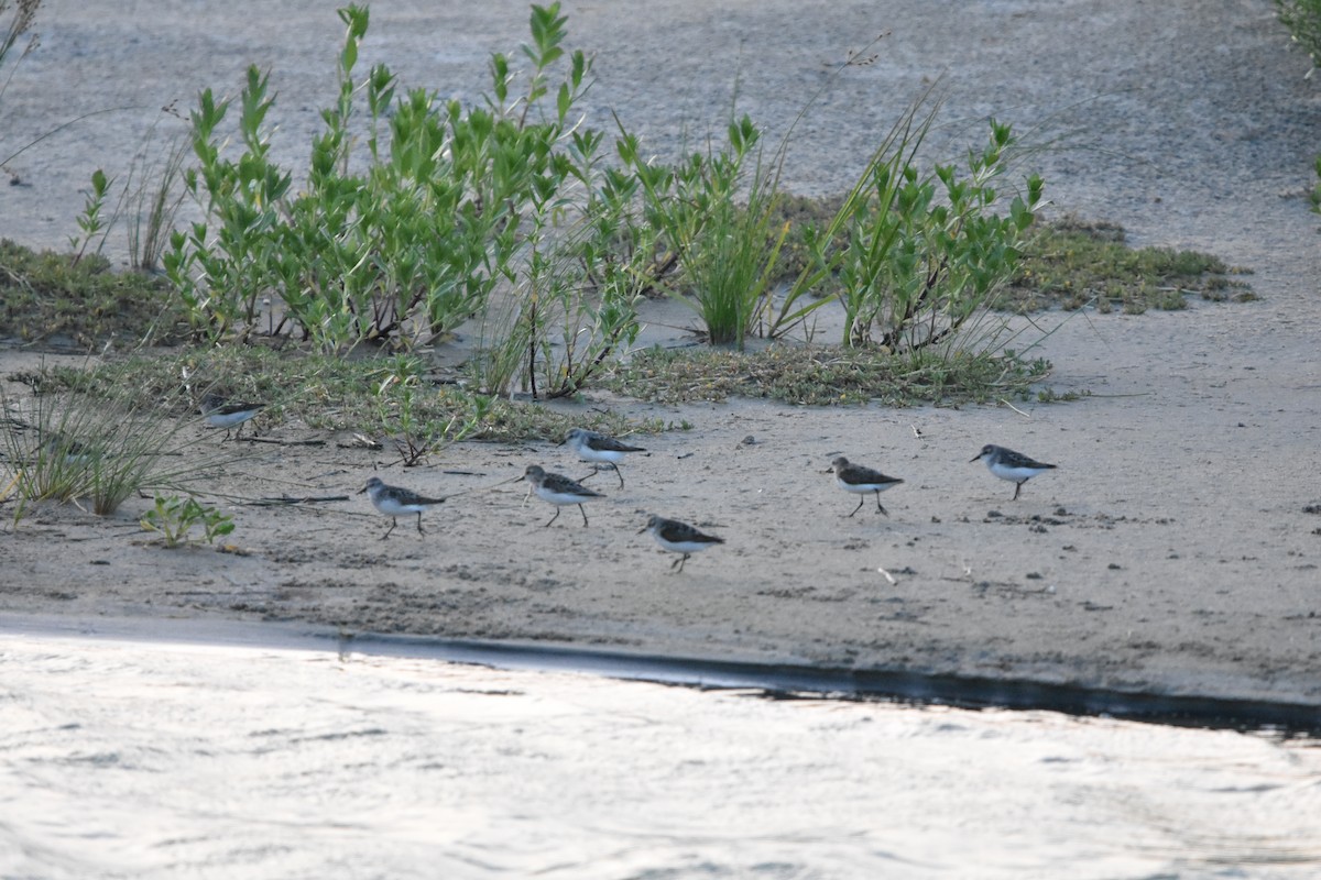 Semipalmated Sandpiper - Jeremy E. Braun