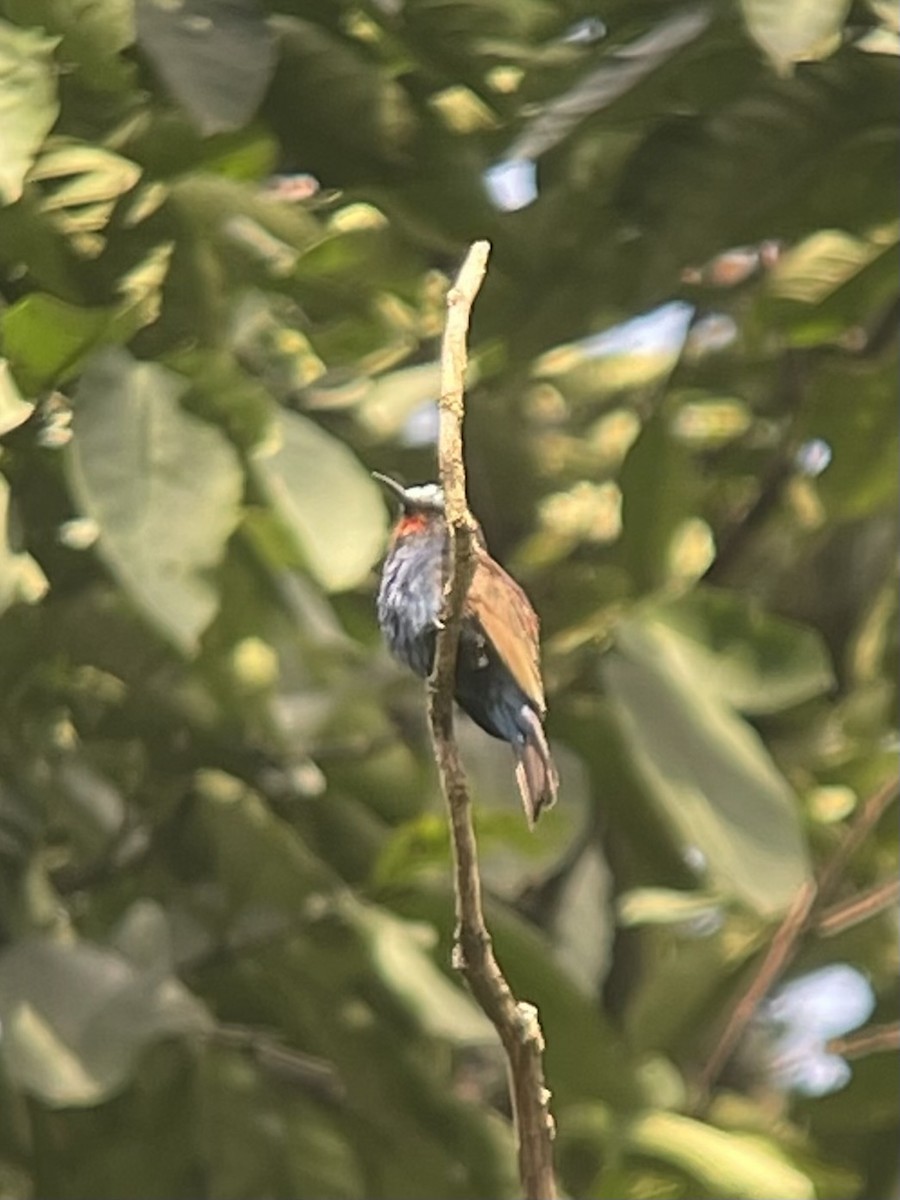 Blue-headed Bee-eater - ML622805995