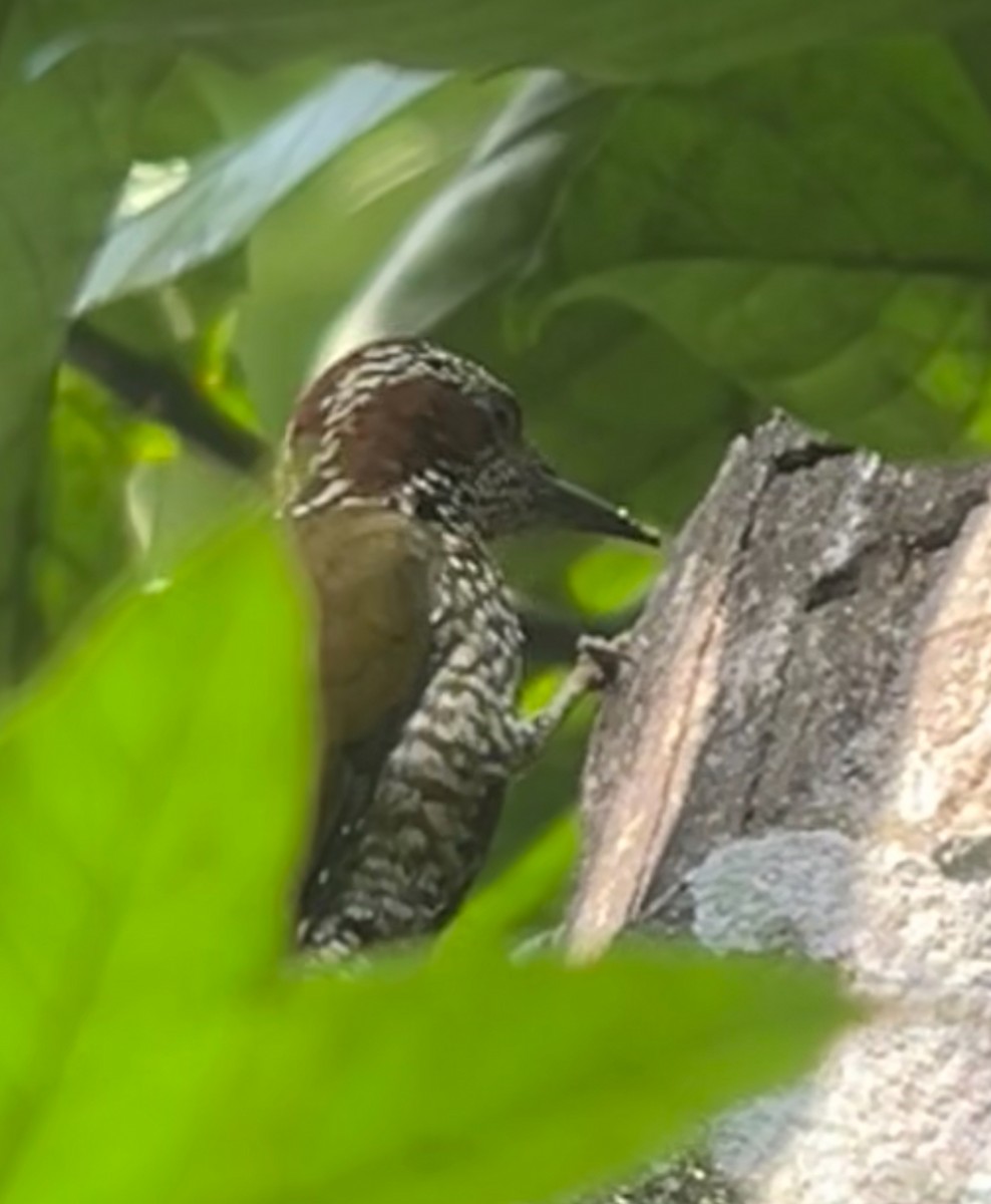 Brown-eared Woodpecker - ML622806002