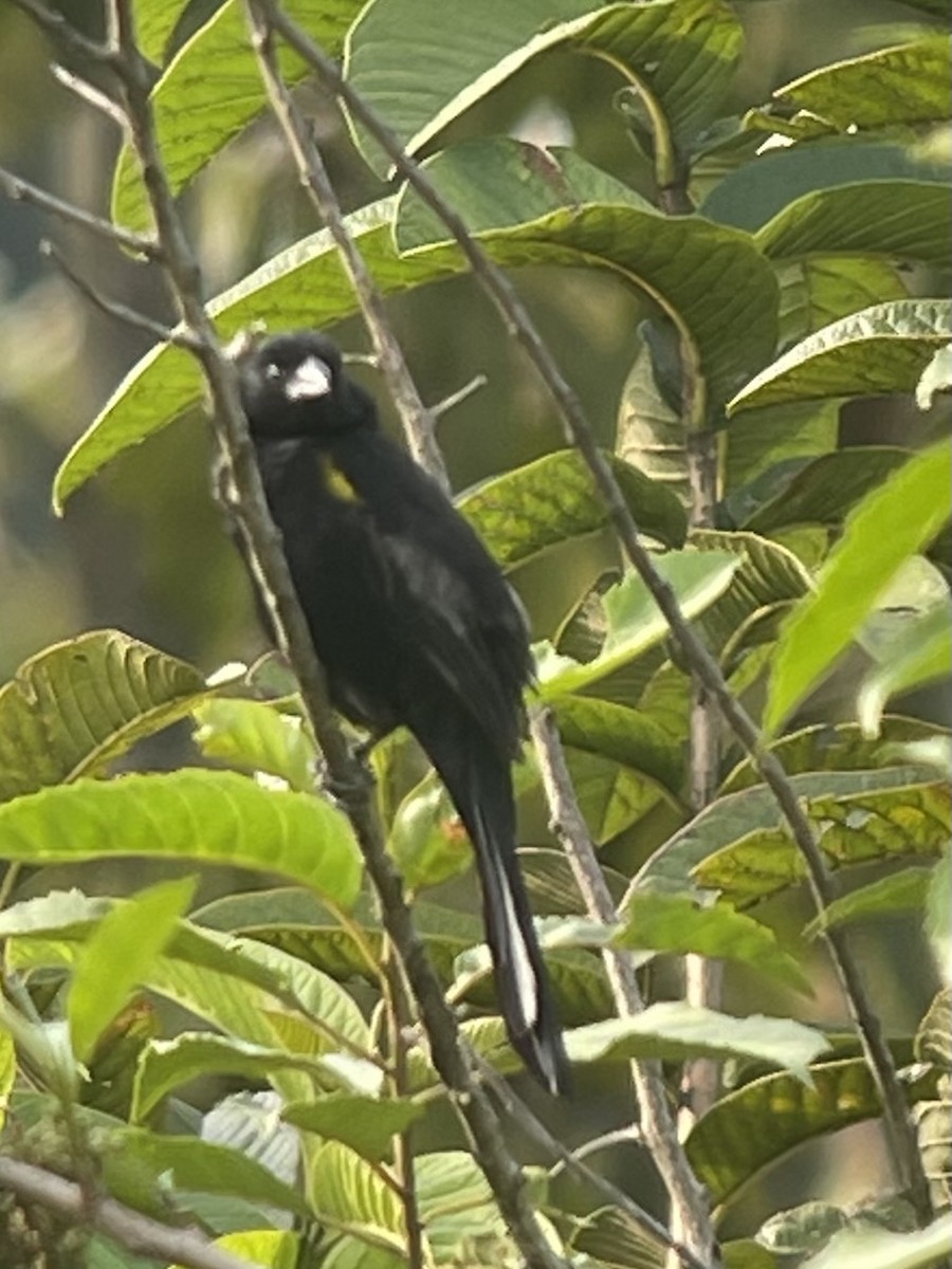 Yellow-mantled Widowbird - ML622806014