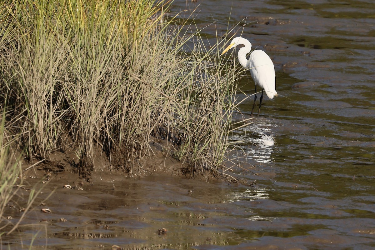 Great Egret - ML622806046